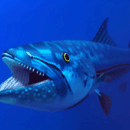 Barracuda